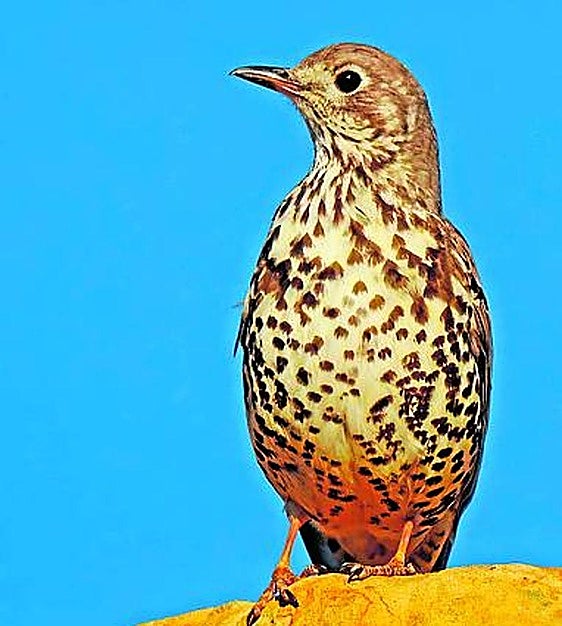 The mistle thrush