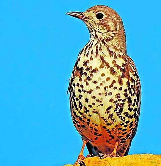 Turdus viscivorus.