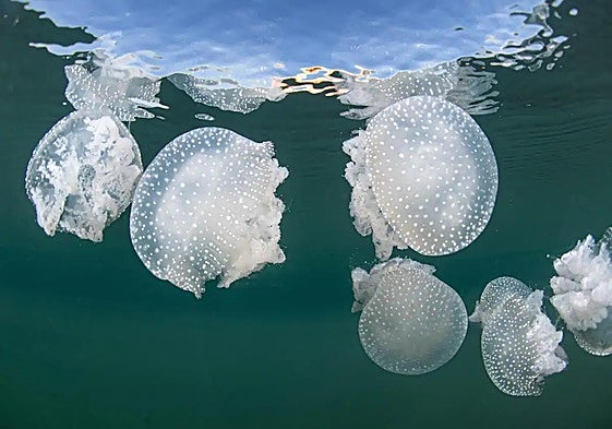 Swarming jellyfish in the Mediterranean.