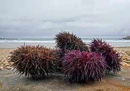 The sea urchin, a new ally in the fight to stop the invasion of Asian seaweed on the beaches of southern Spain
