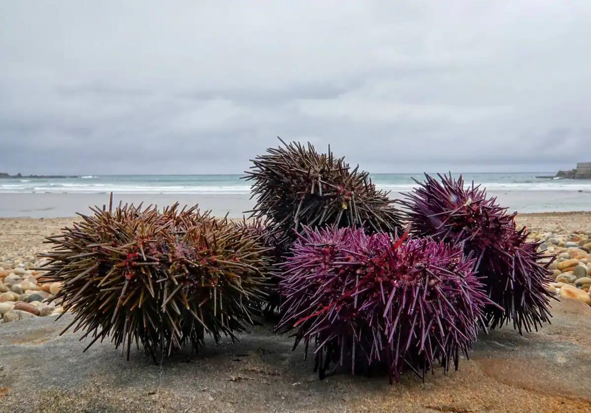 The sea urchin, a new ally in the fight to stop the invasion of Asian seaweed on the beaches of southern Spain