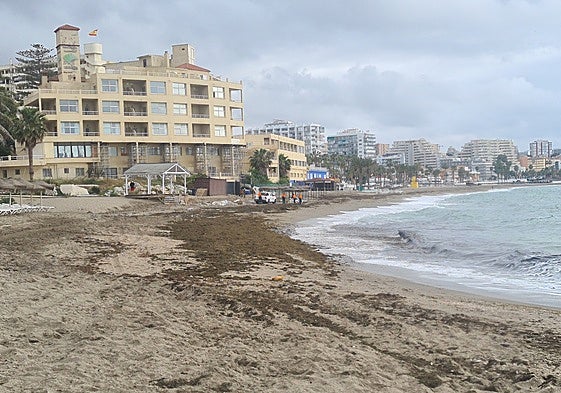 Asian seaweed arriving on the beach of Benalmádena Costa.