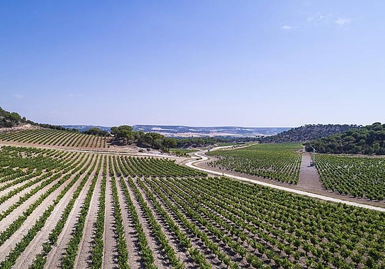 Vineyards of Vega Sicilia.