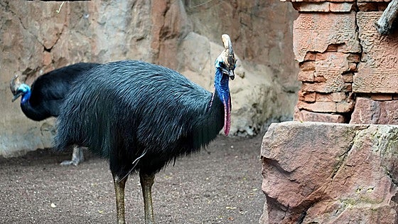 The most dangerous 'prehistoric' bird in the world that can be seen on the Costa del Sol