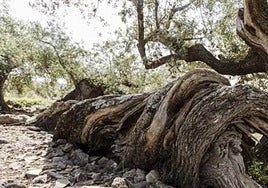 The 'snail' olive tree in Periana.