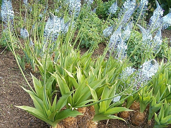 Recommended for your garden in the south of Spain: Merwilla plumbea