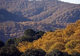 'Wolf girl' who grew up in Swiss forest is rescued in Coín