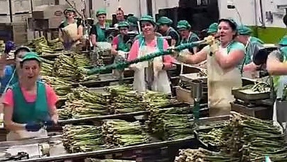 Watch as Malaga asparagus packers work while belting out lyrics to popular Spanish song
