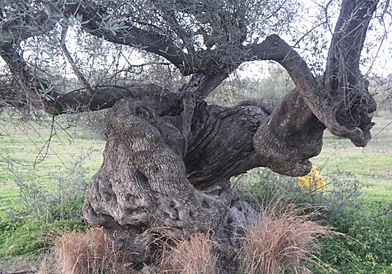 Image of one of the ancient olive trees located on the Poey estate in Vélez-Málaga.