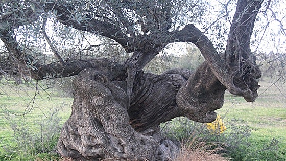 Neighbourhood groups call for the protection of a centuries-old olive grove in Vélez-Málaga