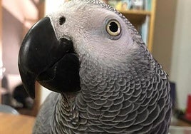 Looking for Patxi: 1,000-euro reward offered for lost parrot in Spain