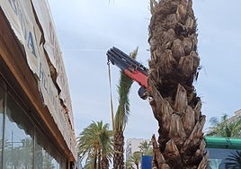 Work to replace the palm trees.