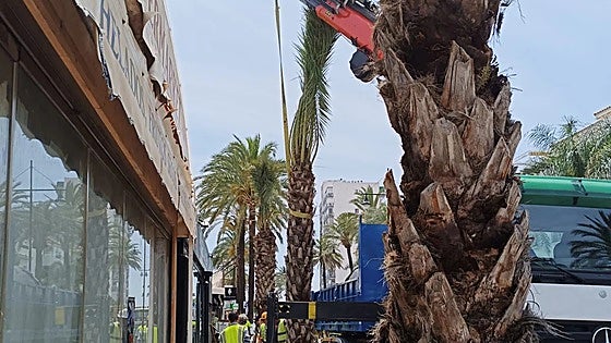 Benalmádena's Avenida de las Palmeras once again lives up to its name