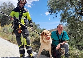 The dog after being rescued in Colmenar.