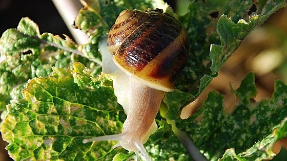 Andalucía imports 5,000 tonnes of snails from Morocco to help meet increasing demand