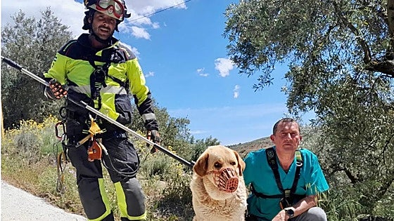 Malaga firefighters rescue mastiff dog after it became trapped in a four-metre-deep chasm