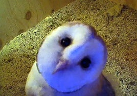 Meet Olaf, the first barn owl chick to be hatched in a conservation project to reintroduce this species to a Ronda valley