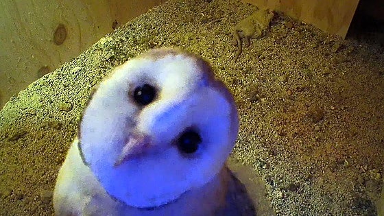 Meet Olaf, the first barn owl chick to be hatched in a conservation project to reintroduce this species to a Ronda valley