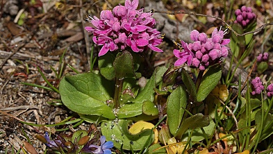 Recommended for your garden in the south of Spain: Plectritis congesta