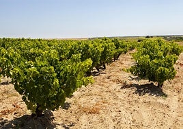 Bollullos Par del Condado is celebrated for its vineyards.