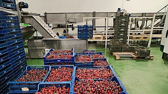 The sweet summer fruit that travels from Spain across Europe