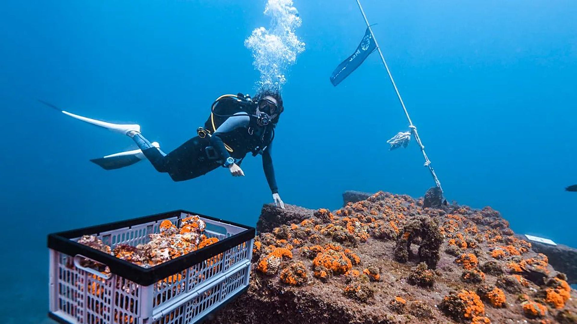 Pioneering project to repopulate Costa del Sol cliff area with rare coral launched - Vimarsana News