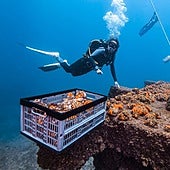 Pioneering project to repopulate Costa del Sol cliff area with threatened coral launched