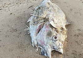 Why are dead tuna fish washing up on the beaches of Cadiz?