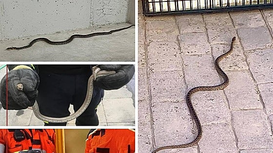 Spate of snakes entering homes in Granada province reported in one week