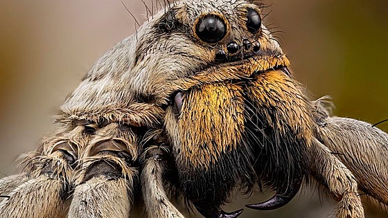The award-winning monstrous images of insects taken by a Malaga photographer