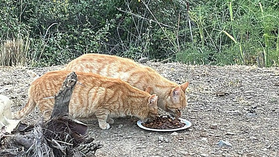 Mijas unveils 500,000-euro animal welfare budget, although the initiative has caused controversy