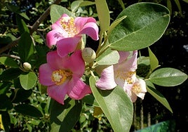 Lagunaria patersonii.