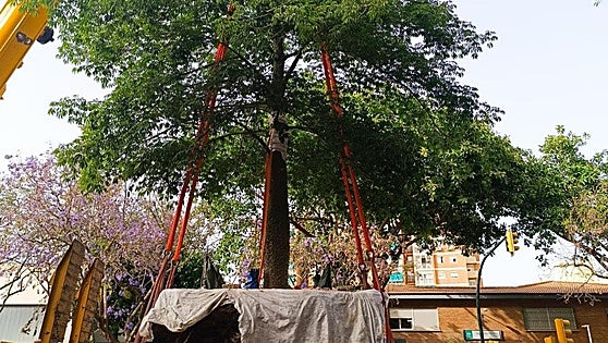 Complex rescue operation to save silk floss trees begins due to metro works in Malaga city centre