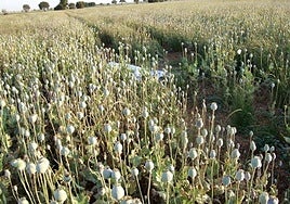 A field with white poppies