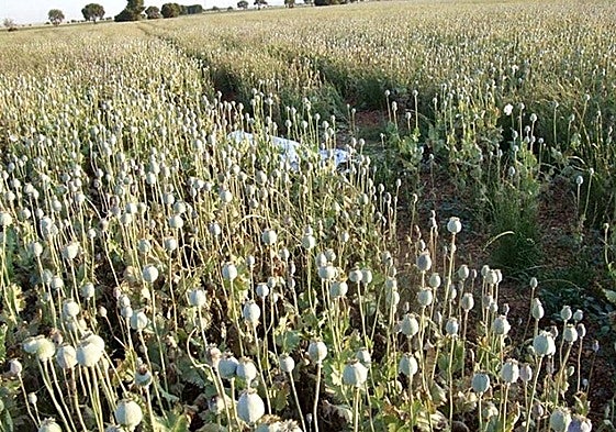 A field with white poppies