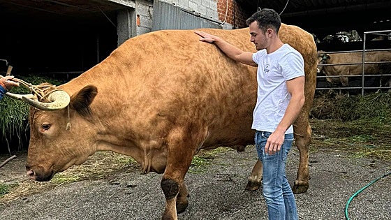 Brillante, one of the last 'super bullocks' from Galicia, is destined for two of the best steakhouses on the Costa del Sol