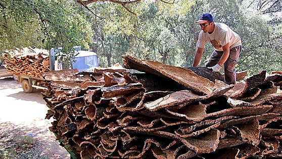 Serranía de Ronda faces challenging cork harvest with plummeting purchase prices