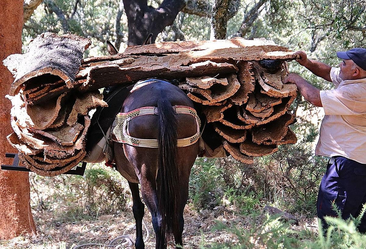 Imagen secundaria 1 - A previous cork harvest in Cortes de la Frontera, in the Serranía de Ronda.