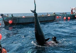 Hoisting a bluefin tuna from the almadraba trap (Barbate).