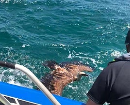 The rescued vulture.