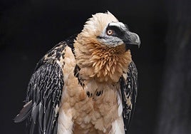 Endangered vulture returns to the mountains of Granada