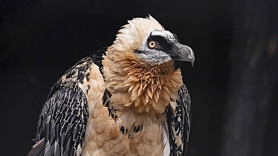 Endangered vulture returns to the mountains of Granada
