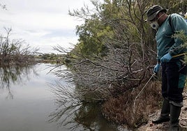 Health ministry detects the Nile Virus 'earlier' than ever in Andalucía
