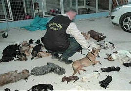 Dead animals found at Parque Animals in 2011.