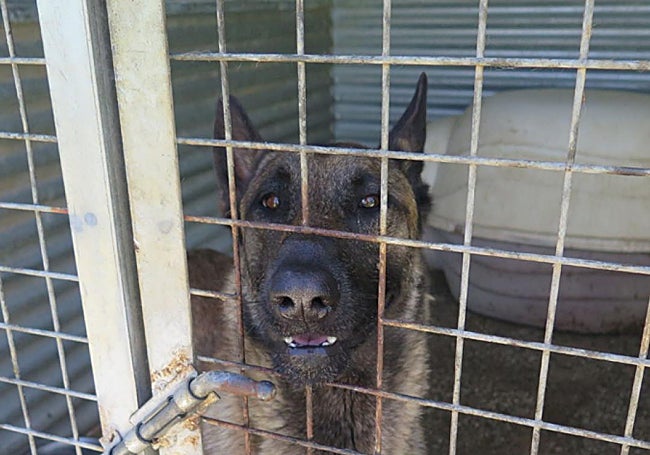 One of the charity's 250 dogs waiting to be moved to new premises.