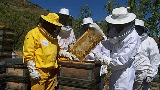 Miel de Málaga: Beekeepers are buzzing after local honey gets seal of approval from Spanish government