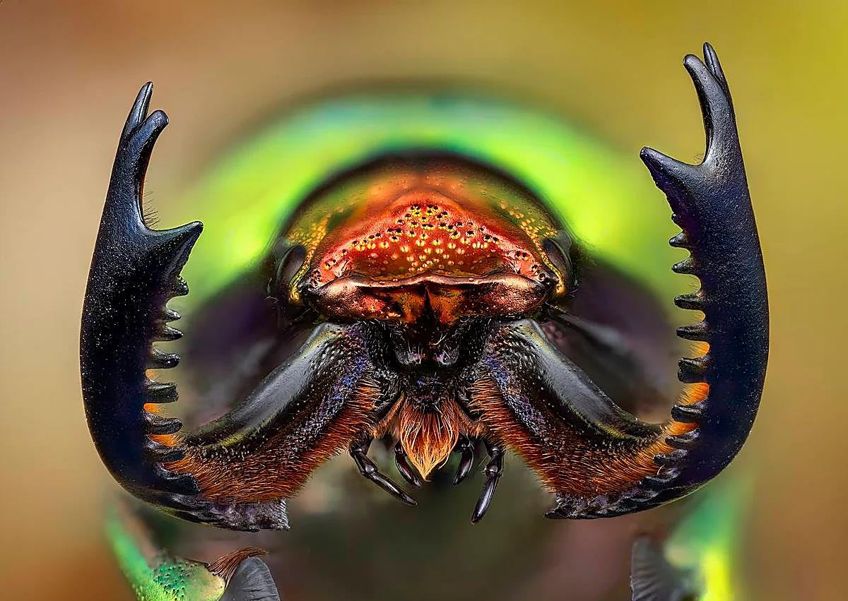 Imagen secundaria 1 - Above, a red weevil beetle; Below left, a 'lamprima adolphinae' beetle, and to the right, the photographer from Malaga.