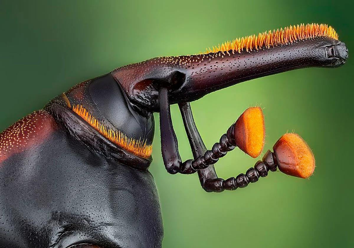 Imagen principal - Above, a red weevil beetle; Below left, a 'lamprima adolphinae' beetle, and to the right, the photographer from Malaga.