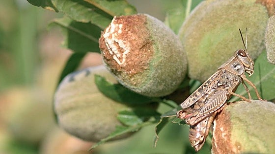 Farmers' fear as plague of locusts, grasshoppers and crickets detected in Malaga province