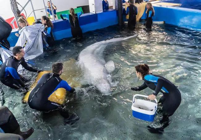 Some of the animal care team with one of the beluga whales.
